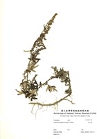 藏品(蒙古蒿)的圖片